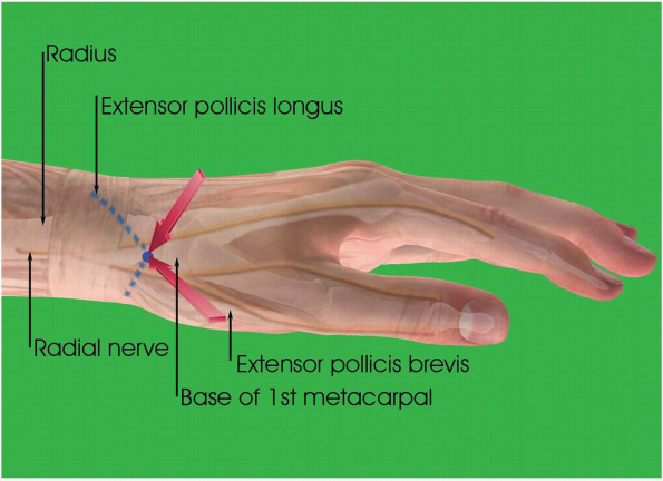 Ulnar Landmarks