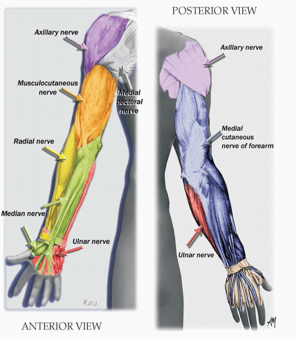 Upper Extremity Landmarks Teachme Orthopedics