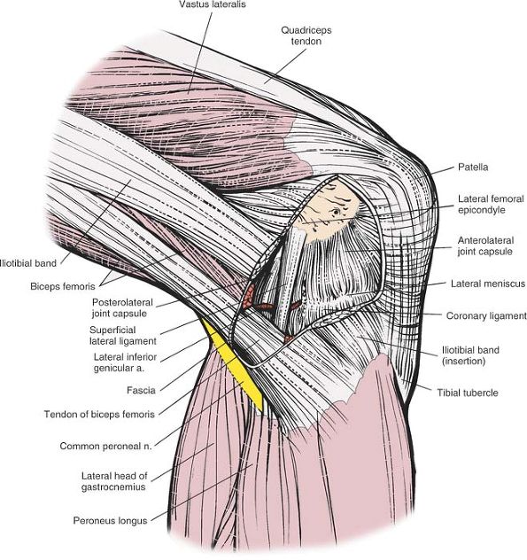 The Knee - TeachMe Orthopedics