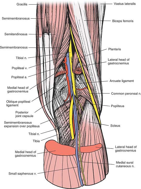 The Knee - TeachMe Orthopedics