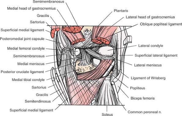The Knee - TeachMe Orthopedics