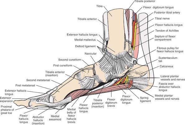 The Ankle and Foot - TeachMe Orthopedics