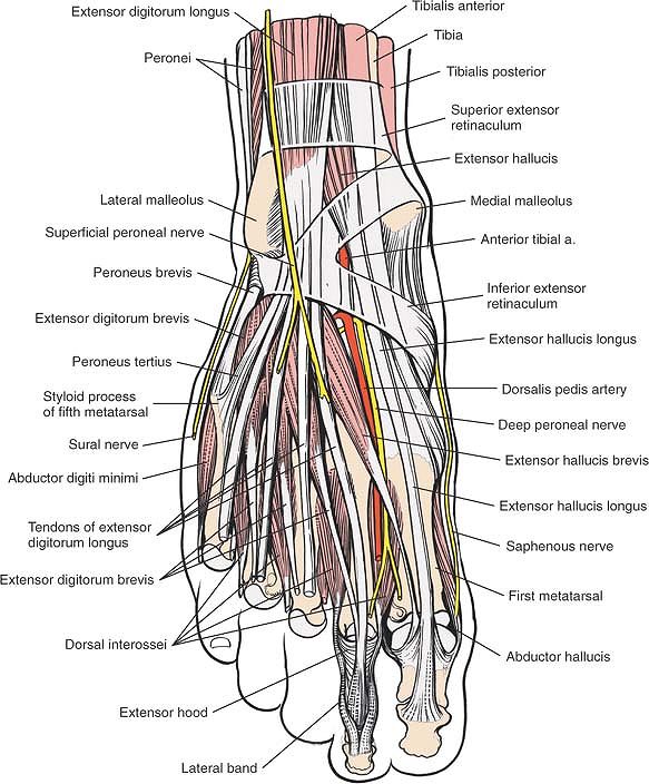 The Ankle and Foot - TeachMe Orthopedics