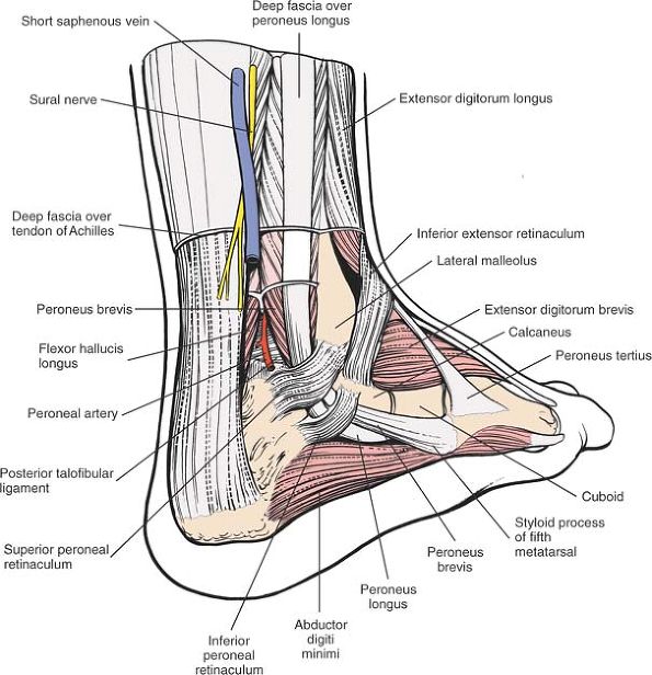 The Ankle and Foot - TeachMe Orthopedics