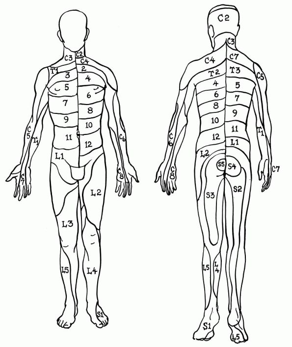 The Thoracolumbar Spine - TeachMe Orthopedics