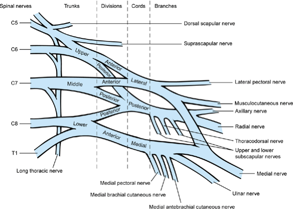 Congenital Shoulder And Elbow Malformations And Deformities - Teachme 