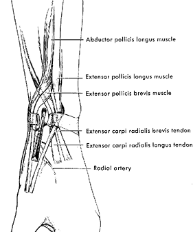 FRACTURES AND DISLOCATIONS OF THE ELBOW AND FOREARM - TeachMe Orthopedics