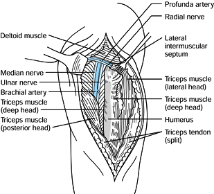 SURGICAL APPROACHES TO THE UPPER EXTREMITY - TeachMe Orthopedics