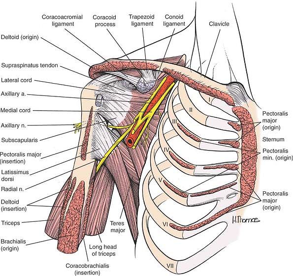 The Shoulder - TeachMe Orthopedics