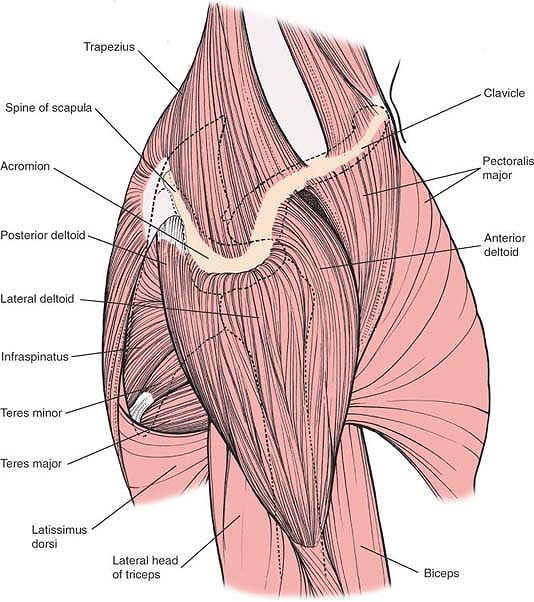 The Shoulder - TeachMe Orthopedics