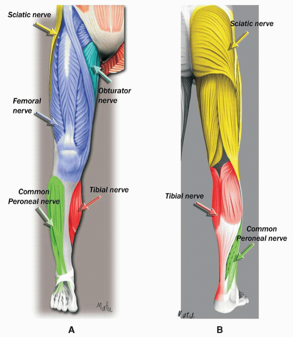 Lower Extremity Landmarks Teachme Orthopedics 4514