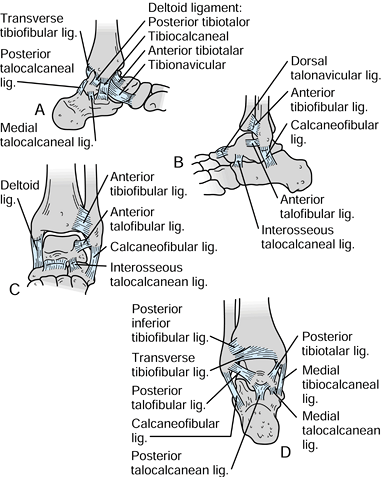 ANKLE FRACTURES AND DISLOCATIONS INCLUDING PYLON FRACTURES - TeachMe ...