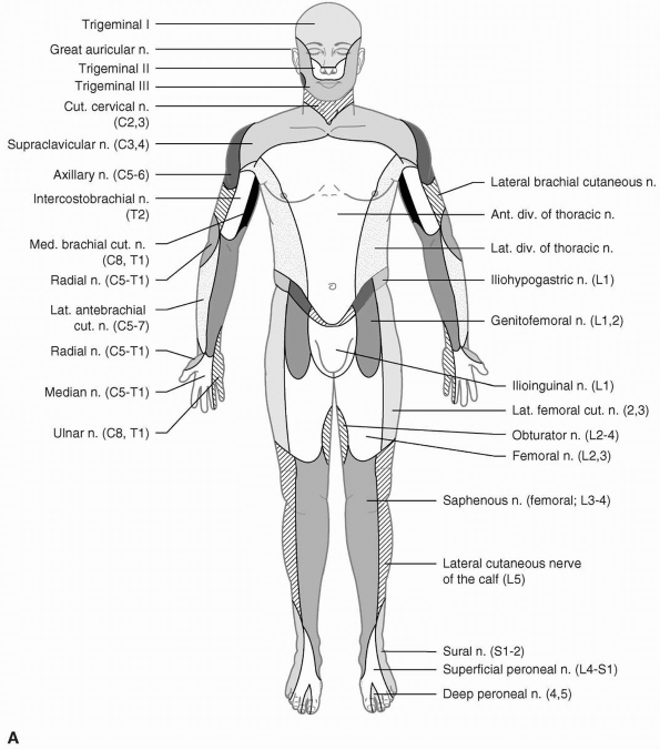 Sensory Localization - TeachMe Orthopedics