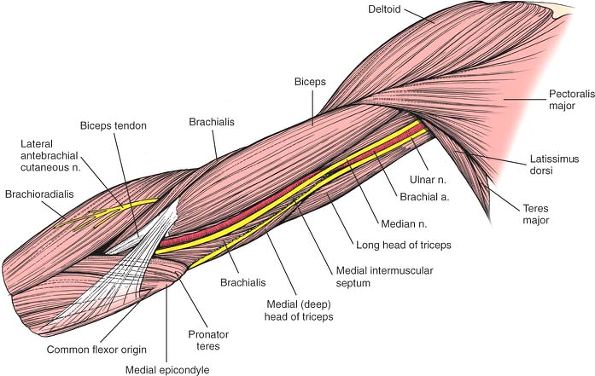 The Humerus - TeachMe Orthopedics