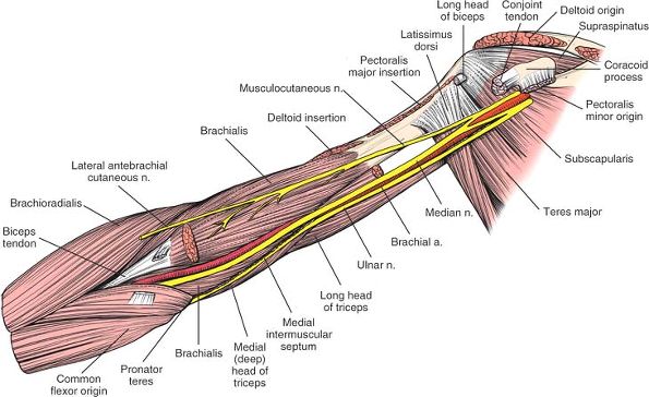 The Humerus - TeachMe Orthopedics