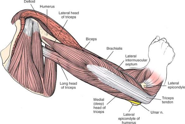 The Humerus - TeachMe Orthopedics