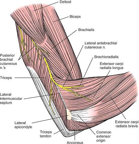 The Humerus - TeachMe Orthopedics