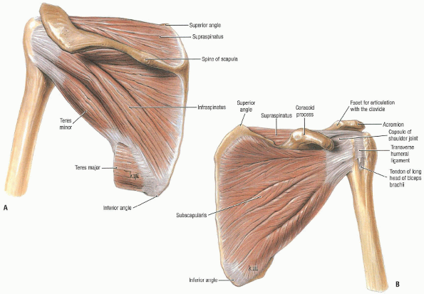 Acromioplasty and Rotator Cuff Repair - TeachMe Orthopedics