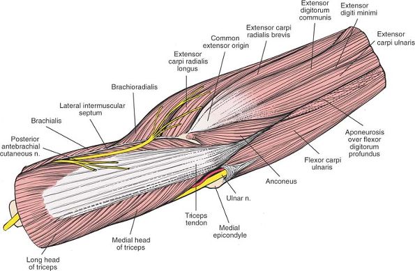 The Elbow - TeachMe Orthopedics