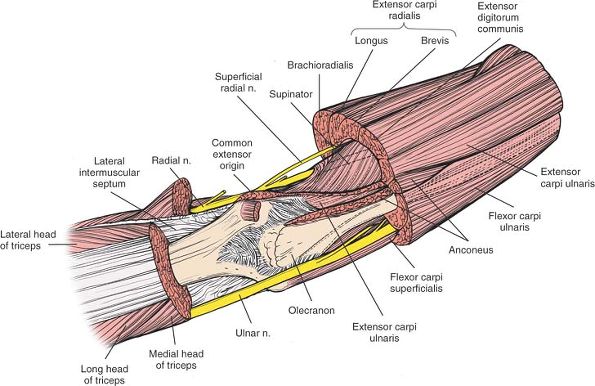 The Elbow - TeachMe Orthopedics