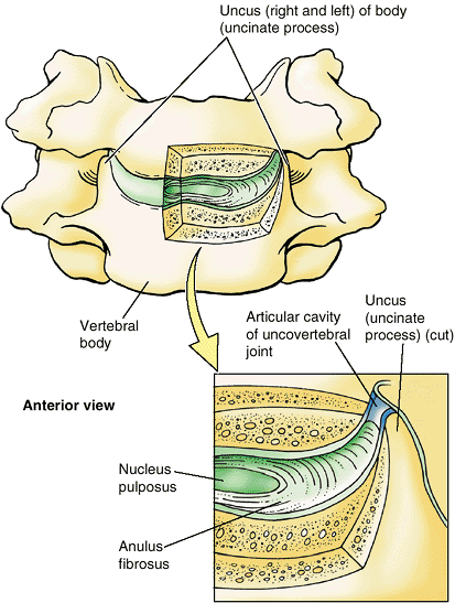 Back - TeachMe Orthopedics