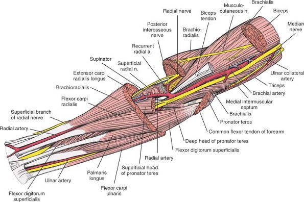 The Forearm - TeachMe Orthopedics