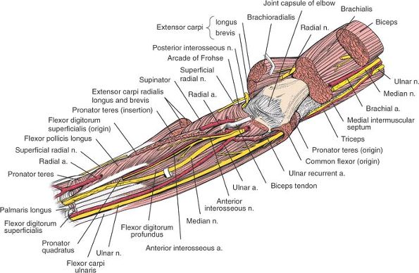 The Forearm - TeachMe Orthopedics