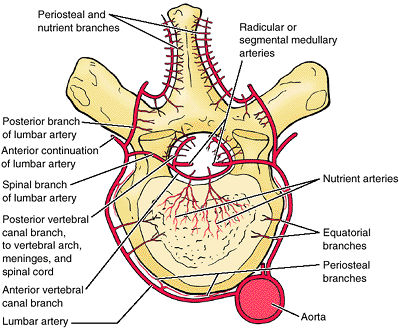 Back - TeachMe Orthopedics