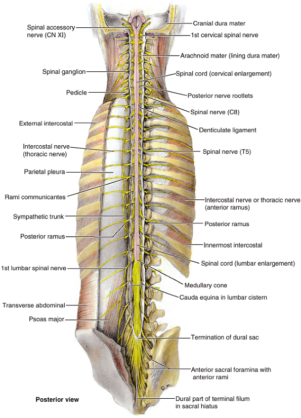 Back - Teachme Orthopedics