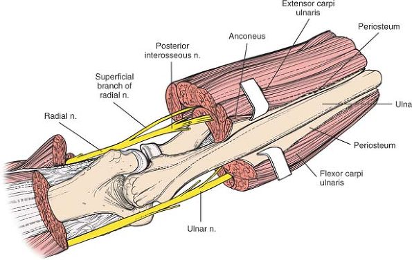 The Forearm - TeachMe Orthopedics