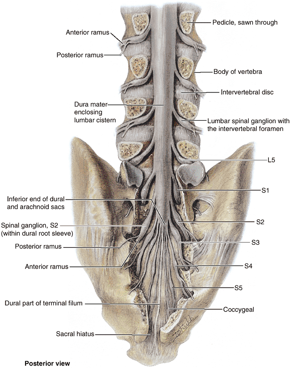 Back - TeachMe Orthopedics