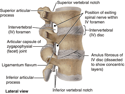 Back - TeachMe Orthopedics