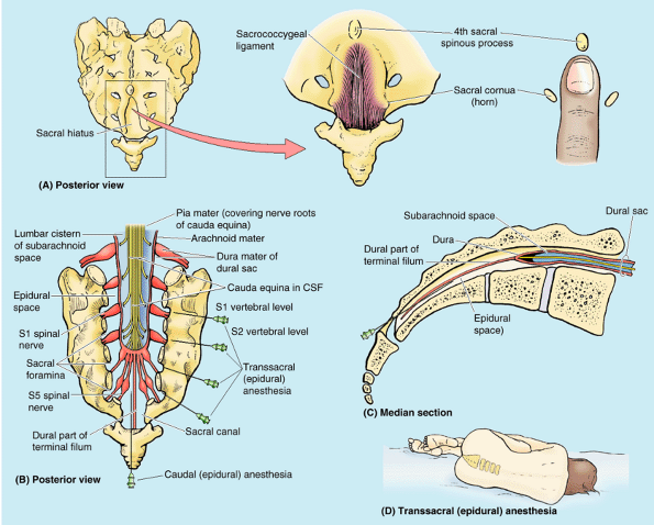 Back - TeachMe Orthopedics