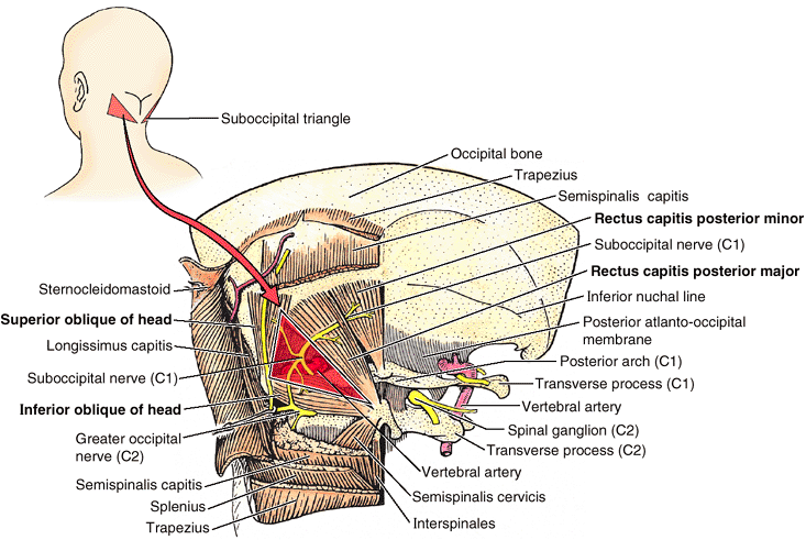 Back - TeachMe Orthopedics