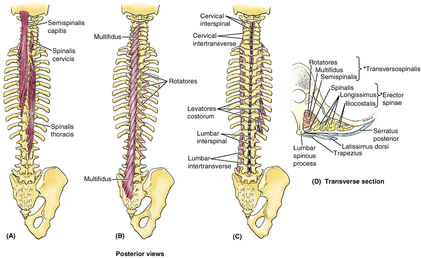 Deep back muscles. PSIS Anatomy.