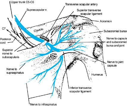 NEUROLOGIC CONDITIONS ABOUT THE SHOULDER - TeachMe Orthopedics