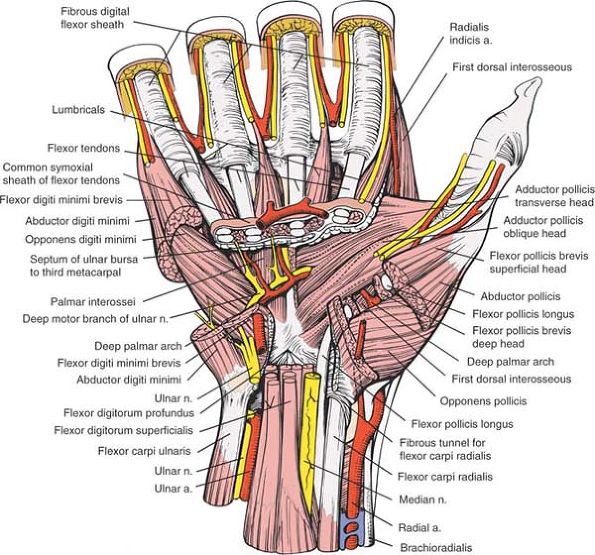 The Wrist and Hand - TeachMe Orthopedics