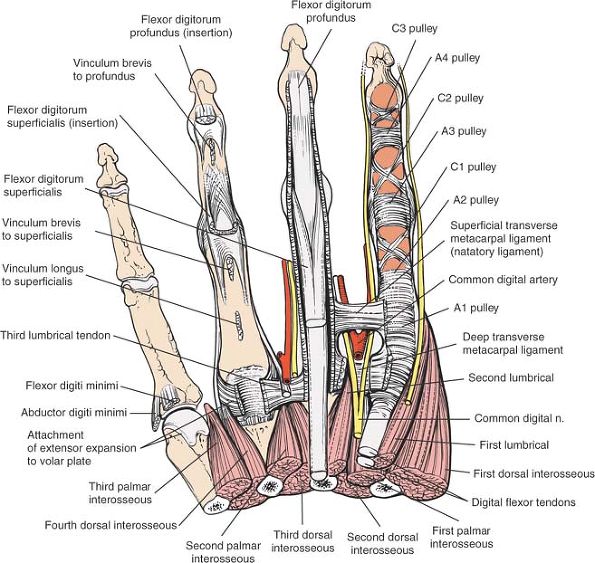 The Wrist and Hand - TeachMe Orthopedics