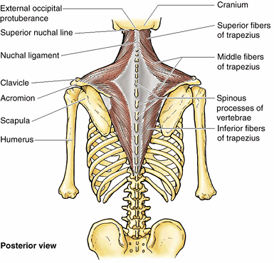 Upper Limb - Teachme Orthopedics