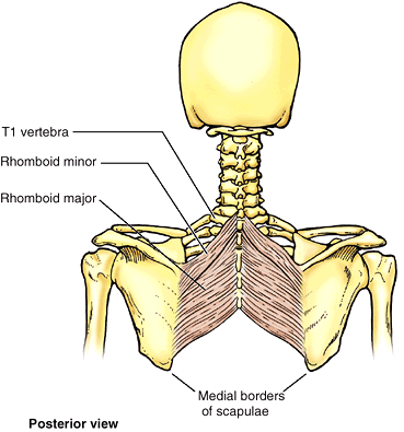 Upper Limb - TeachMe Orthopedics