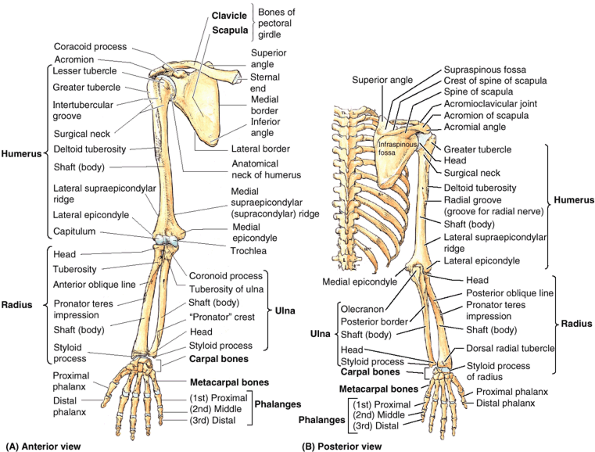 Upper Limb - TeachMe Orthopedics