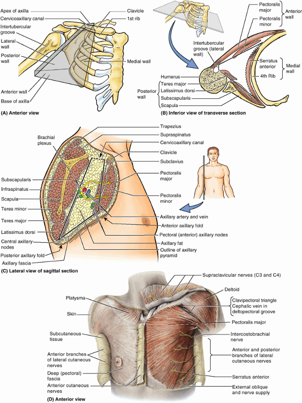 Upper Limb - Teachme Orthopedics