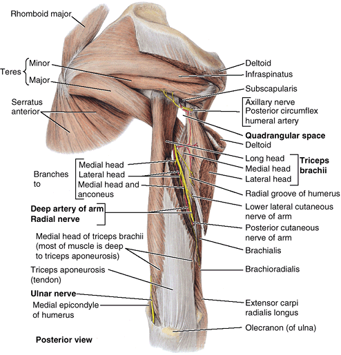 Upper Limb - TeachMe Orthopedics