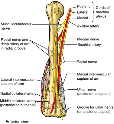 Upper Limb - TeachMe Orthopedics