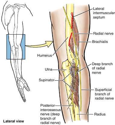 Upper Limb - Teachme Orthopedics