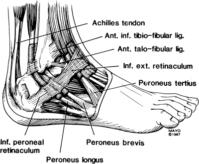 Foot, Ankle, and Calf - TeachMe Orthopedics