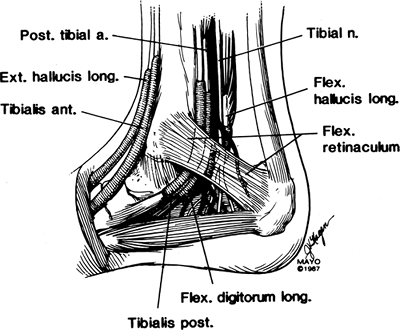 Foot, Ankle, and Calf - TeachMe Orthopedics