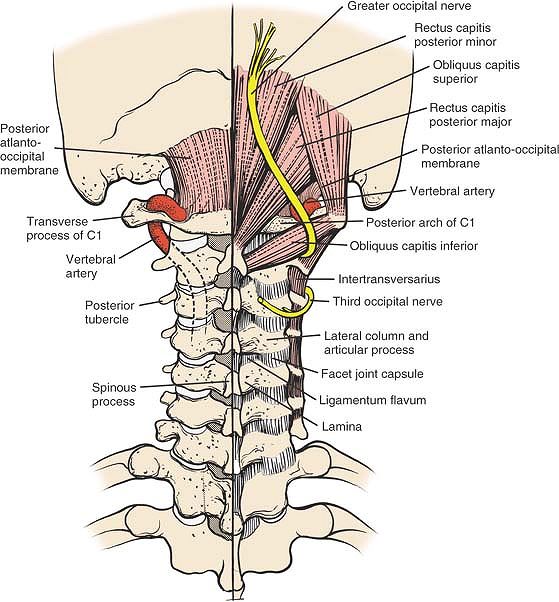 The Spine - TeachMe Orthopedics