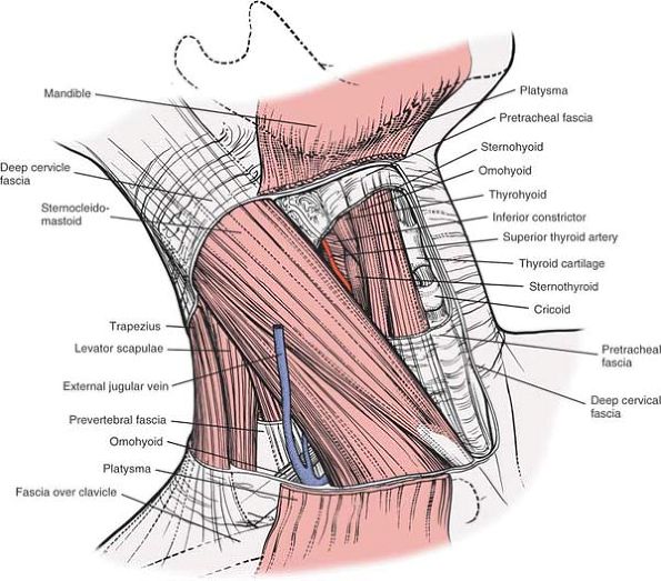 The Spine - TeachMe Orthopedics