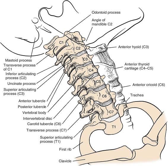 The Spine - TeachMe Orthopedics